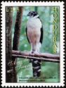Collared Forest-Falcon (Micrastur semitorquatus)