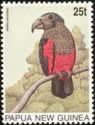 Pesquet's Parrot (Psittrichas fulgidas)