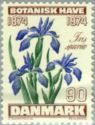 Blue Iris (Iris spuria L.)