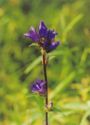 Bellflower (Campanula glomerata)