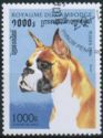 German Boxer (Canis lupus familiaris)