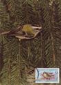Firecrest (Regulus ignicapilus)