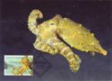 Greater Blue-ringed Octopus (Hapalochlaena lunulata)