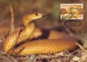 Eastern Brown Snake (Pseudonaja textilis)
