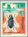Black Beetle (Amara aulica)