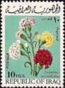 Carnations (Dianthus caryophyllus)