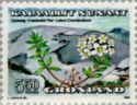 Ledum groenlandicum