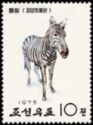 Zebra (Equus sp.)