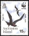 Ascension Frigatebird (Fregata aquila)