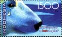 Polar Bear (Ursus maritimus) with Tears