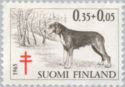 Finnish Flushing Dog (Canis lupus familiaris)