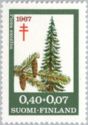 Norway Spruce (Picea abies excelsa)