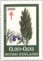 Juniper (Juniperus communis)
