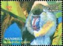Mandrill (Mandrillus sphinx)