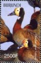 White-faced Whistling-Duck (Dendrocygna viduata)