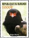 Bateleur (Terathopius ecaudatus)