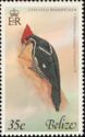 Lineated Woodpecker (Dryocopus lineatus)