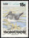 Wandering Tattler (Tringa incana)