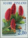 Norway/European Spruce (Picea abies)