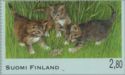 Kittens of the European Domestic Cat play with Frog