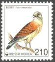 Common Kestrel (Falco tinnunculus)