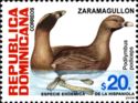 Pied-billed Grebe (Podilymbus podiceps)