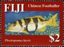 Chinese Footballer (Plectropomus laevis)