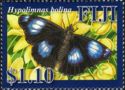 Great Eggfly (Hypolimnas bolina)
