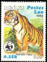 Tiger (Panthera tigris)