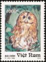 Tawny Owl (Strix aluco)