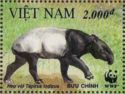 Asian Tapir (Tapirus indicus)