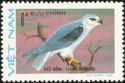 Black-winged Kite (Elanus caeruleus)