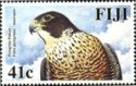 Peregrine Falcon (Falco peregrinus macropus)