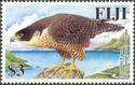 Peregrine Falcon (Falco peregrinus macropus)