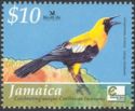 Jamaican Oriole (Icterus leucopteryx)