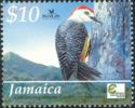 Jamaican Woodpecker (Melanerpes radiolatus)
