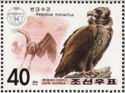 Cinereous Vulture (Aegypius monachus)