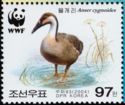 Swan Goose (Anser cygnoides)