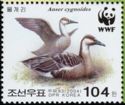 Swan Goose (Anser cygnoides)