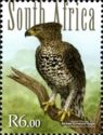 Crowned Eagle (Stephanoaetus coronatus)