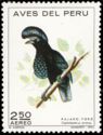 Amazonian Umbrellabird (Cephalopterus ornatus)