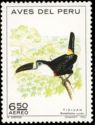 Cuvier's Toucan (Ramphastos cuvieri)