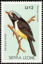 Red-billed Shrike (Prionops caniceps)