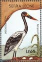 Saddle-billed Stork (Ephippiorhynchus senegalensis)