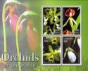 Flora - Orchids