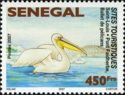 Saint Louis - Pont Faidherbe, Pelican (Pelecanus sp.)
