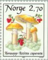Mushrooms (Rozites caperata)