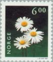 Oxeye Daisy (Chrysanthemum leucanthemum)