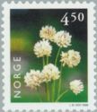 White Clover (Trifolium repens)