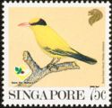 Black-naped Oriole (Oriolus chinensis)
